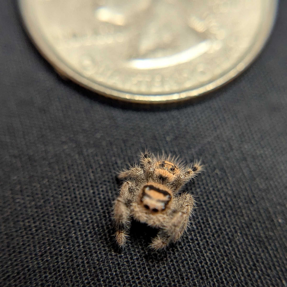 Regal Jumping Spider "Rose"