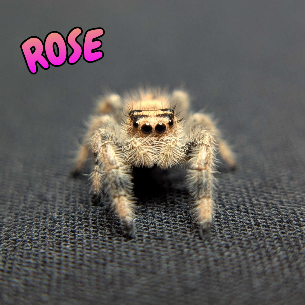 Regal Jumping Spider "Rose"