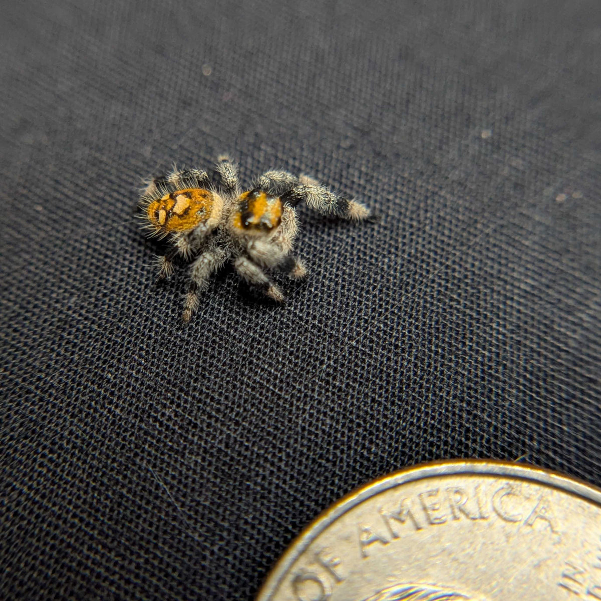 Regal Jumping Spider "Gingersnap"