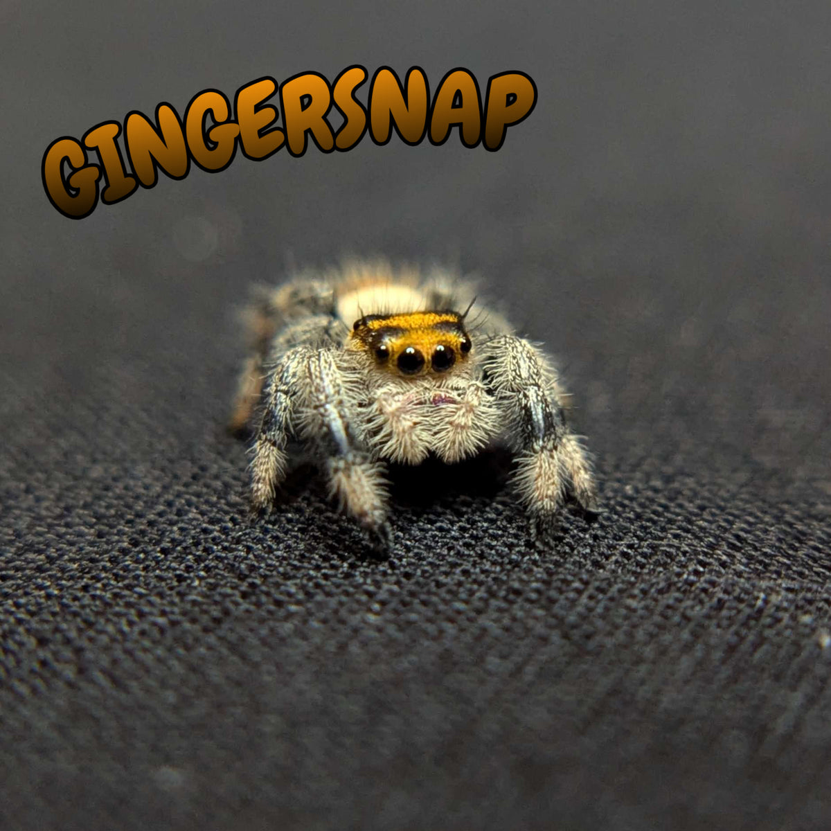 Regal Jumping Spider "Gingersnap"