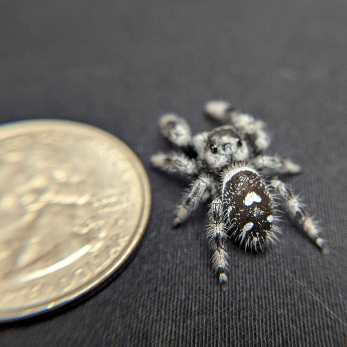Regal Jumping Spider "Skye” (High White)