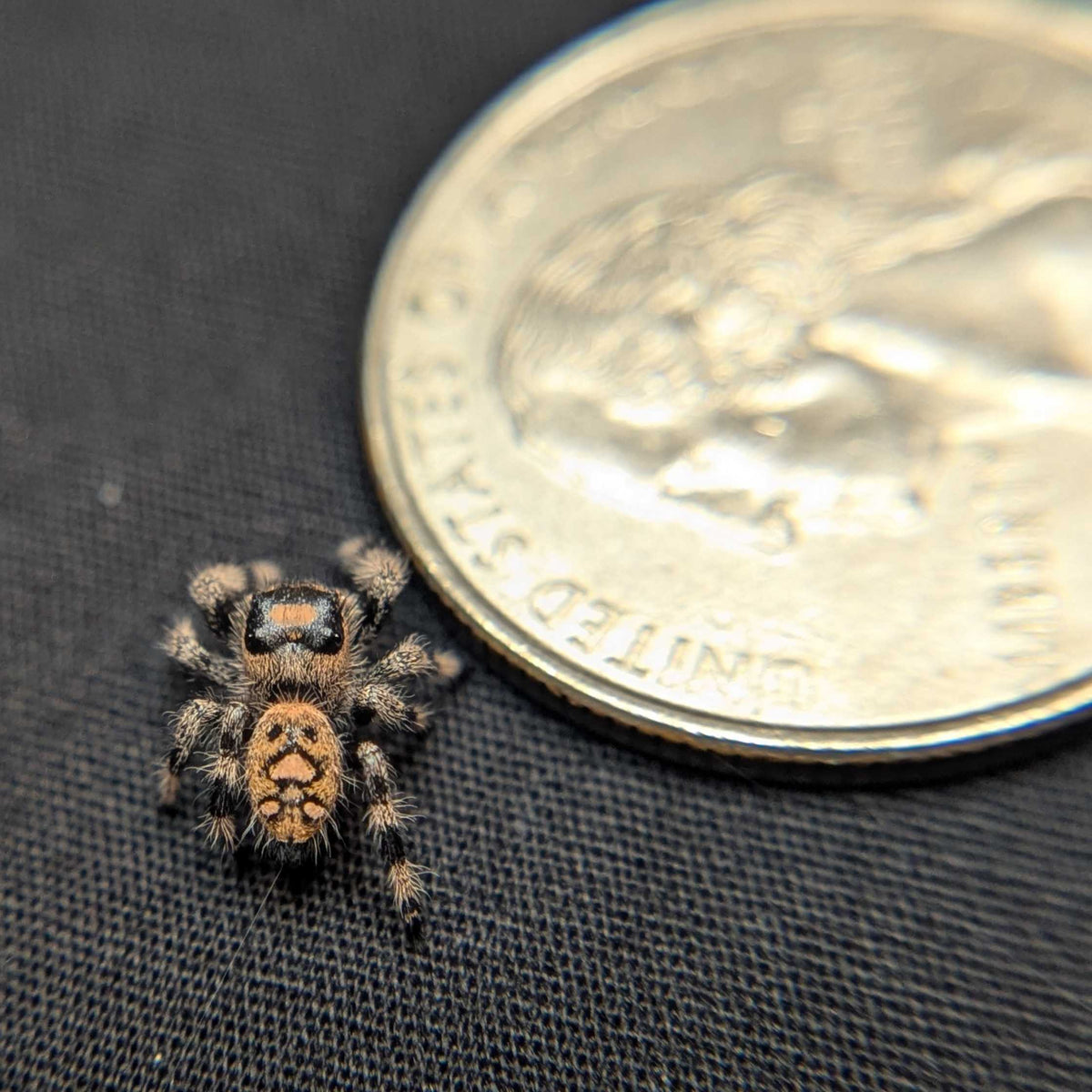 Regal Jumping Spider "Coco"