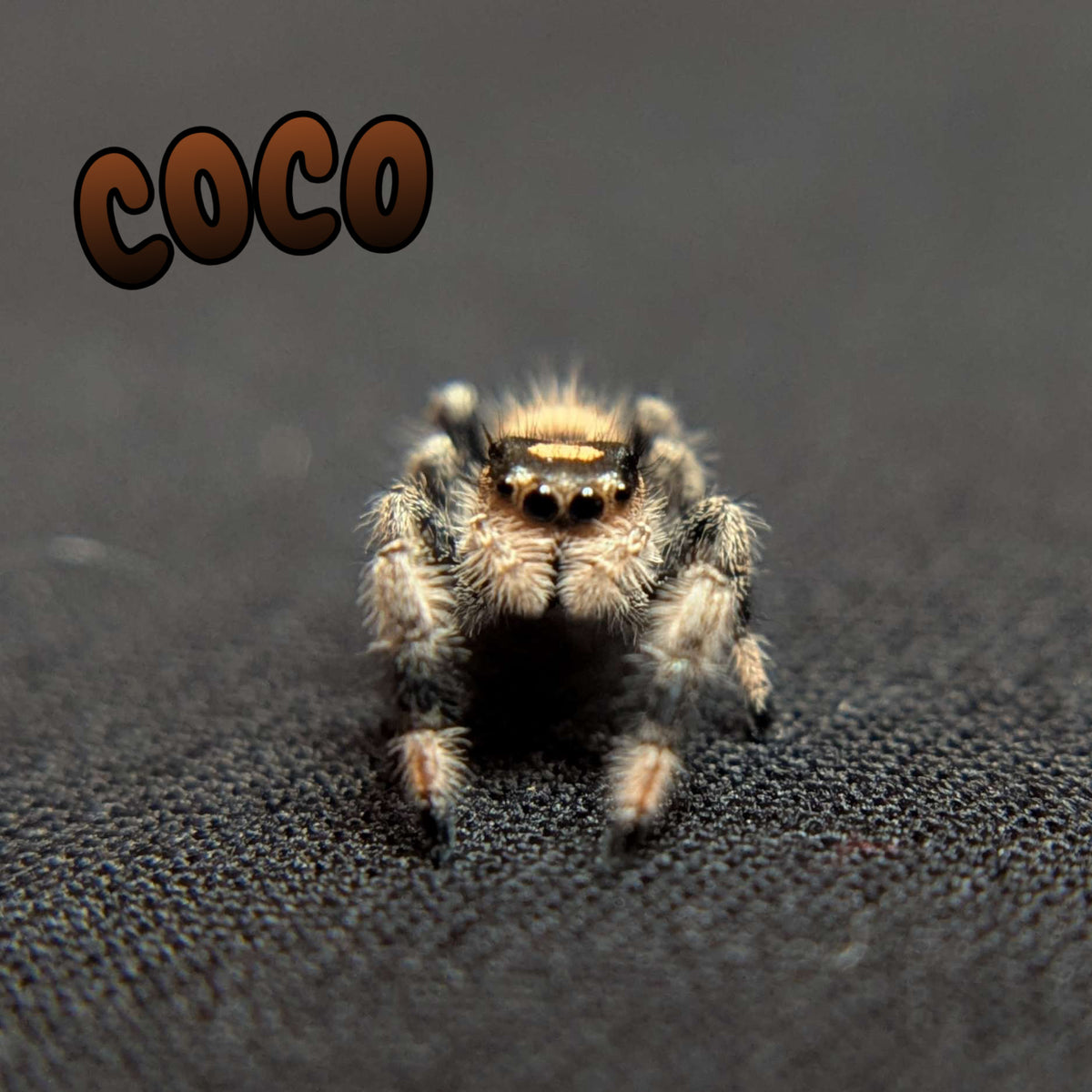 Regal Jumping Spider "Coco"