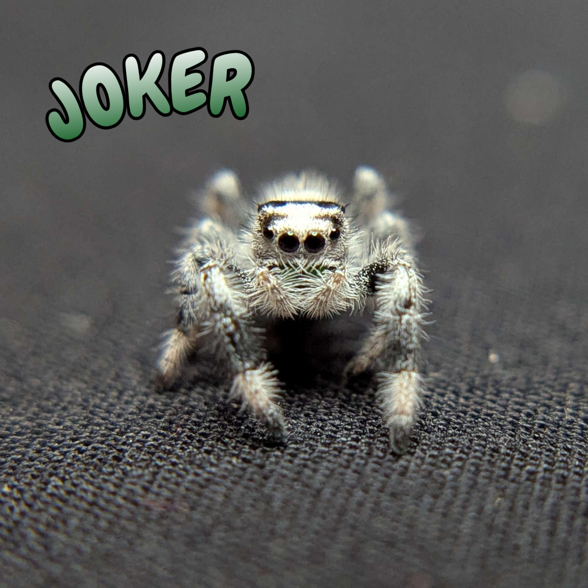 Regal Jumping Spider "Joker" (High White)