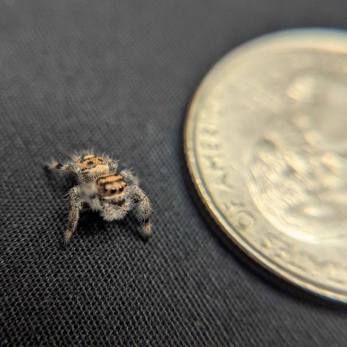 Regal Jumping Spider “Willow”
