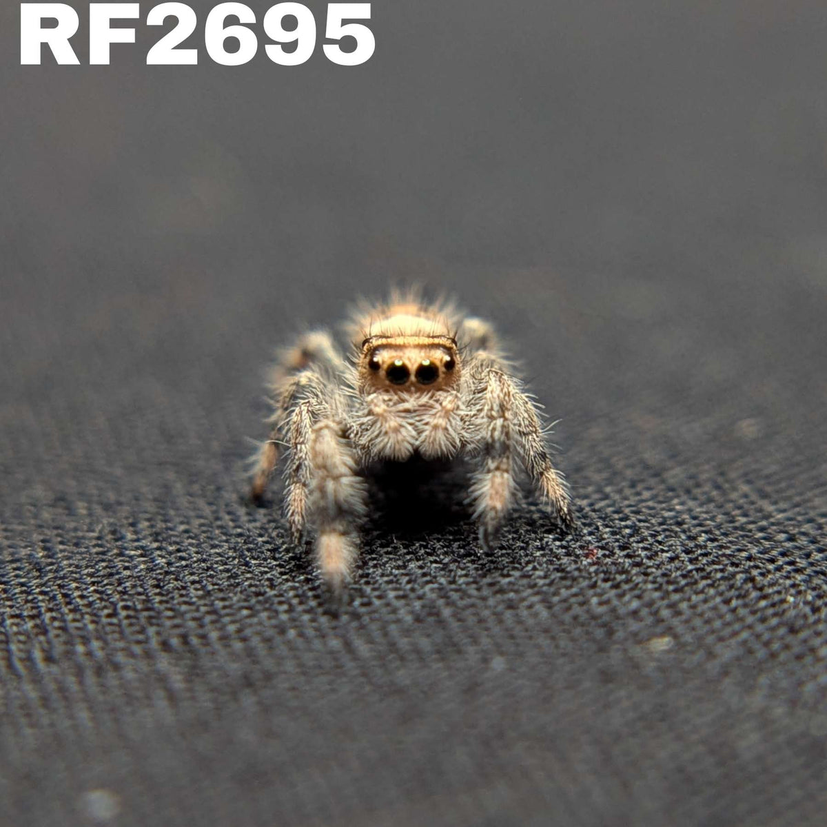 Regal Jumping Spider “Willow”