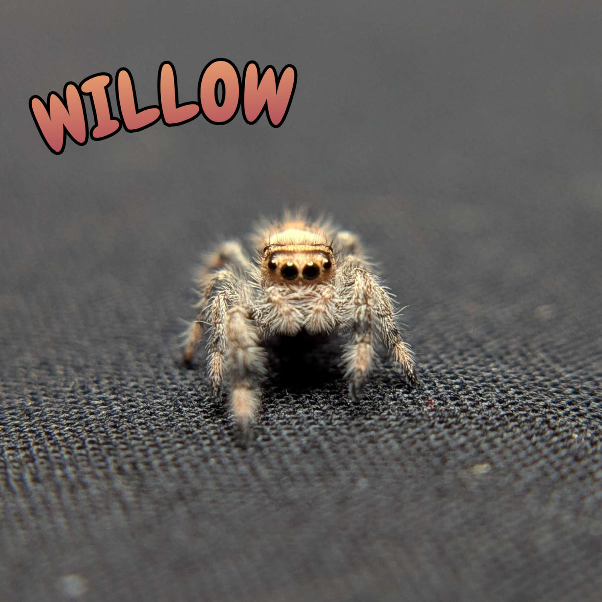Regal Jumping Spider “Willow”