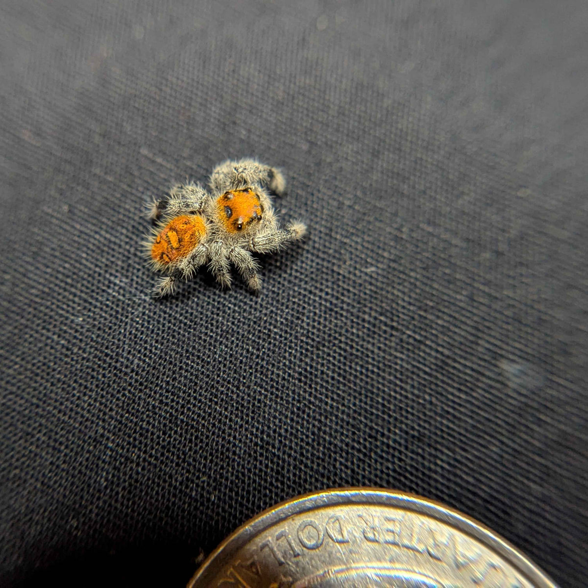 Regal Jumping Spider “Vixen”