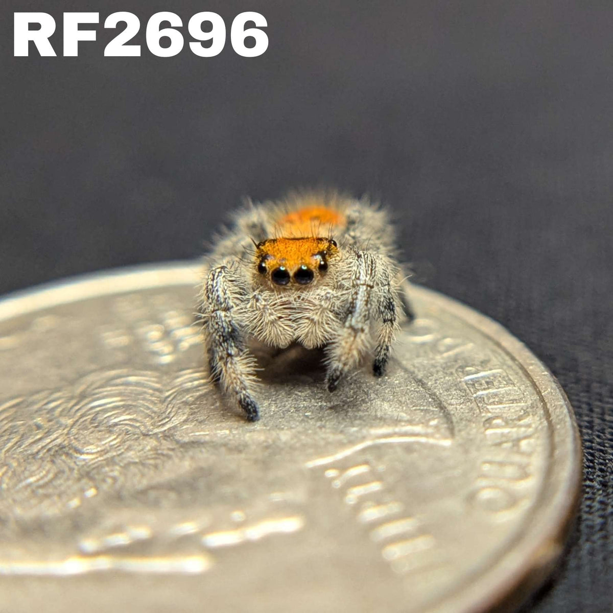 Regal Jumping Spider “Vixen”