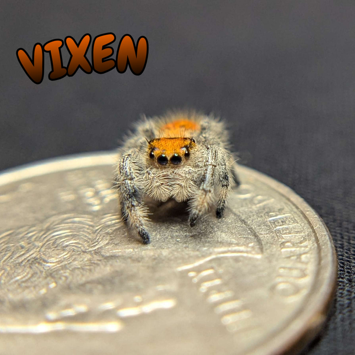 Regal Jumping Spider “Vixen”