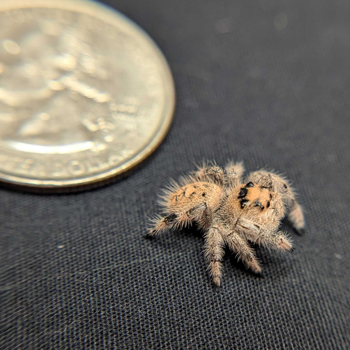 Regal Jumping Spider "Snugglebug"