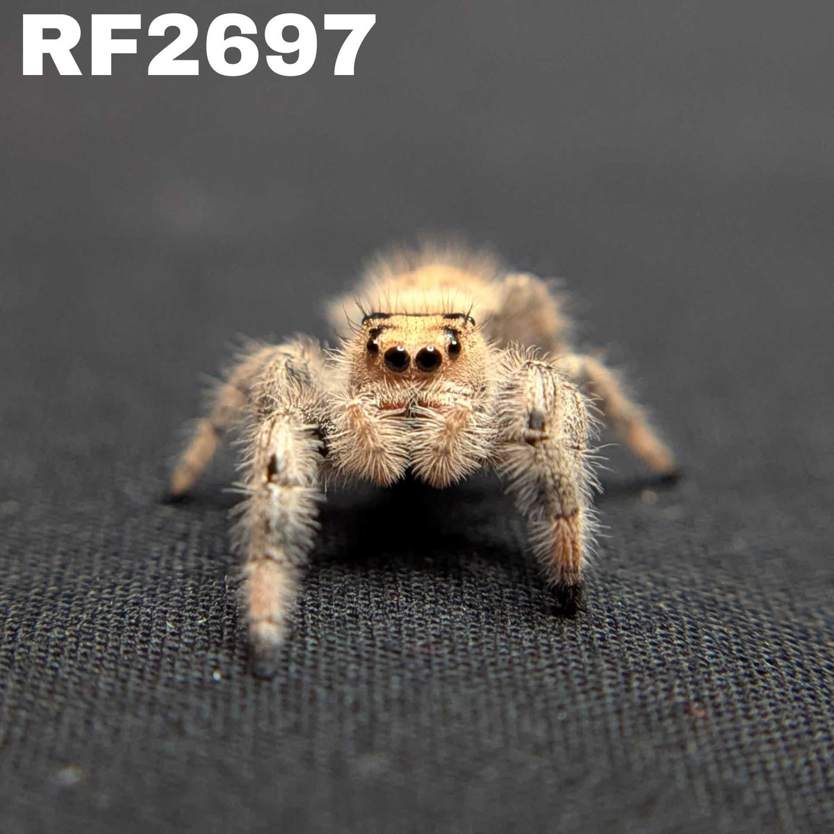Regal Jumping Spider "Snugglebug"
