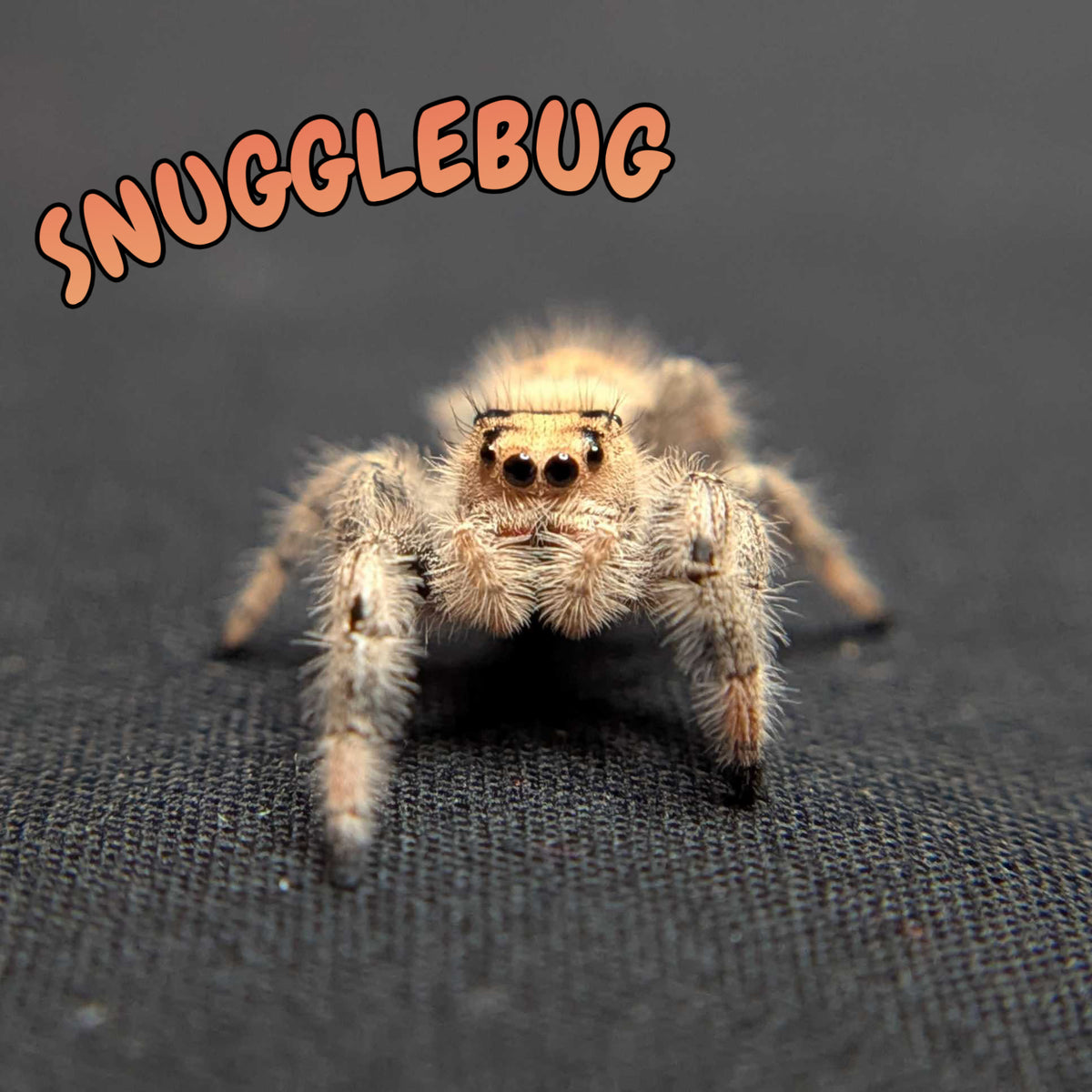 Regal Jumping Spider "Snugglebug"