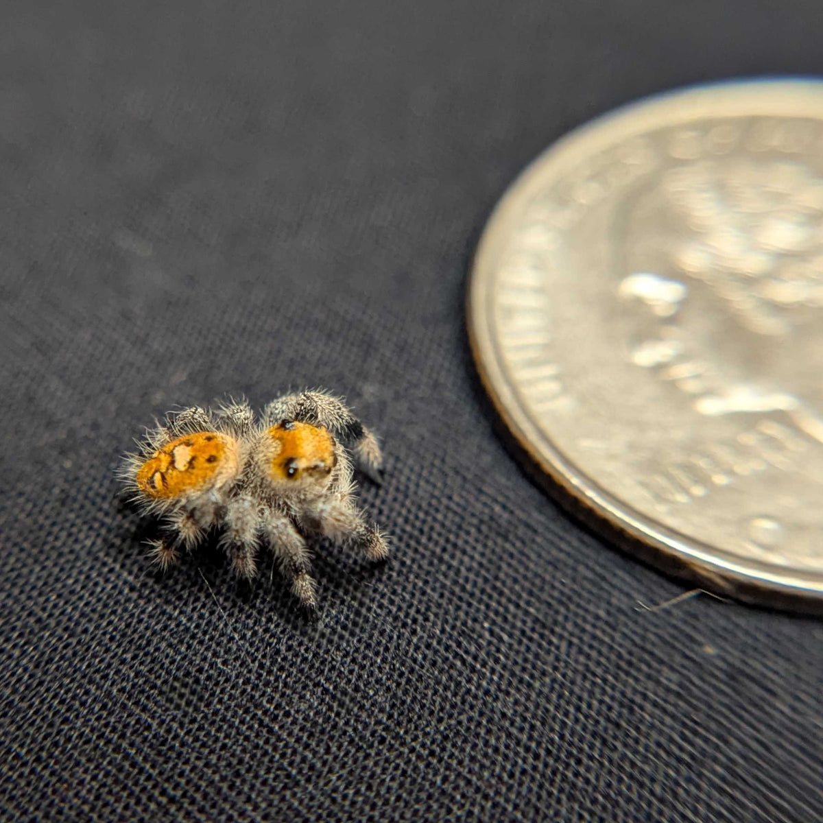 Regal Jumping Spider "Lemondrop"