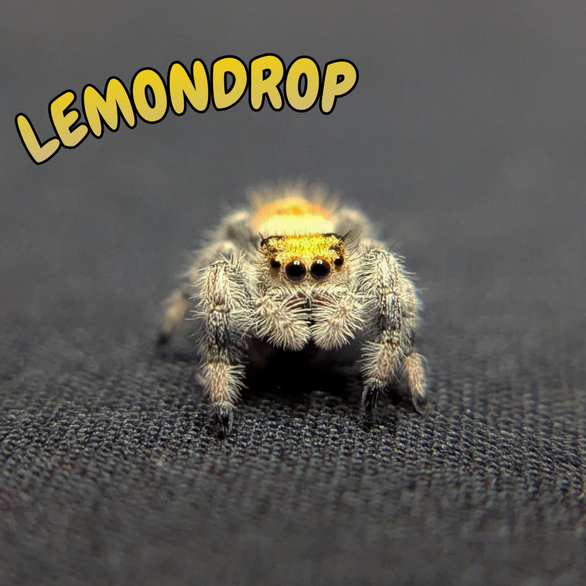 Regal Jumping Spider "Lemondrop"