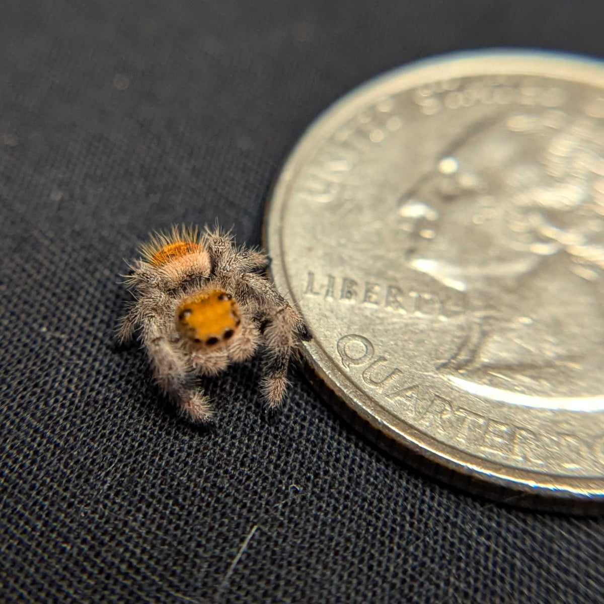 Regal Jumping Spider "Ivyplum"