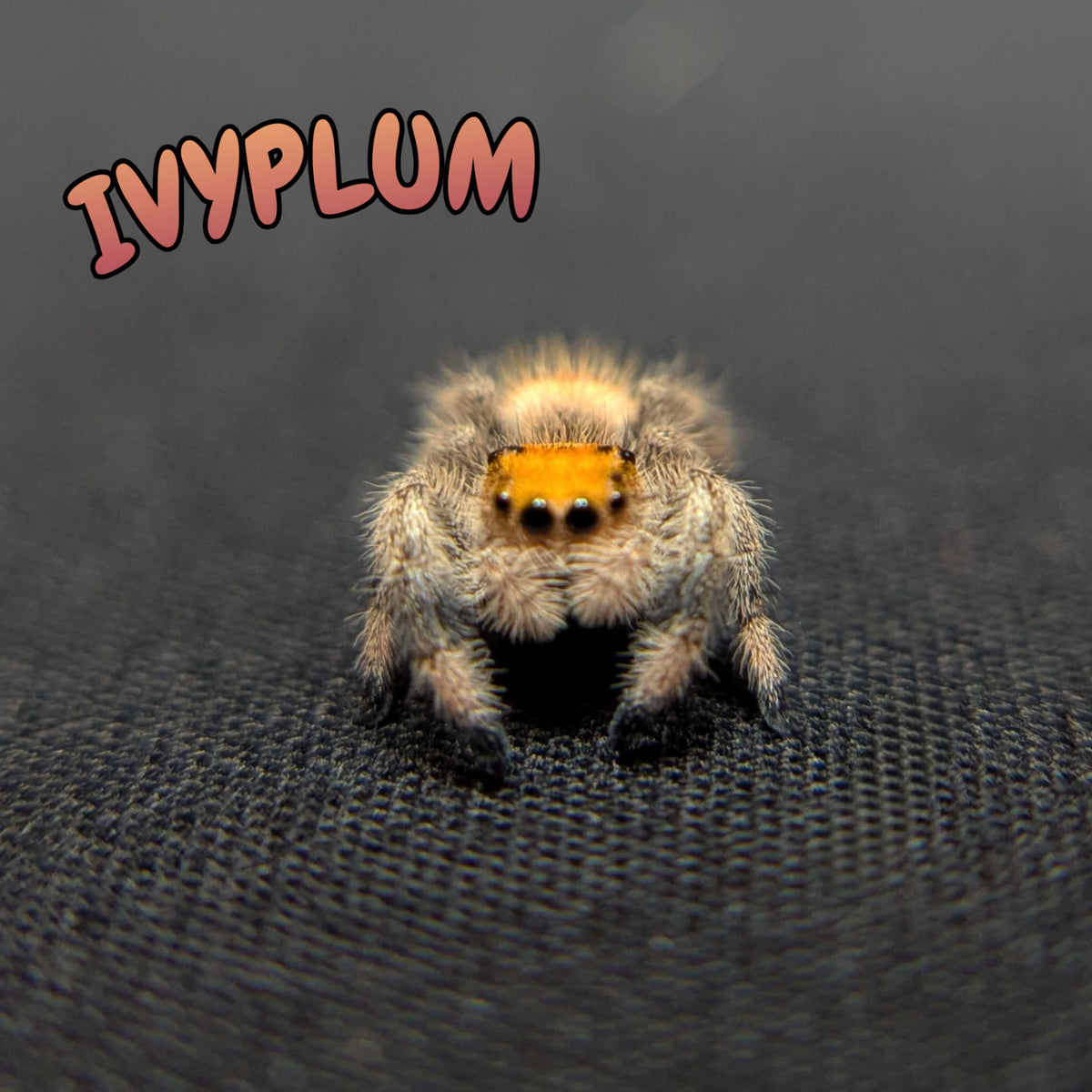 Regal Jumping Spider "Ivyplum"