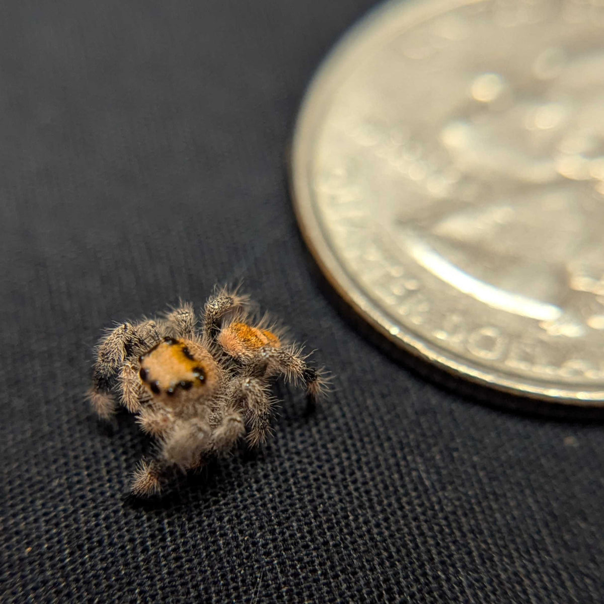 Regal Jumping Spider "Flare"