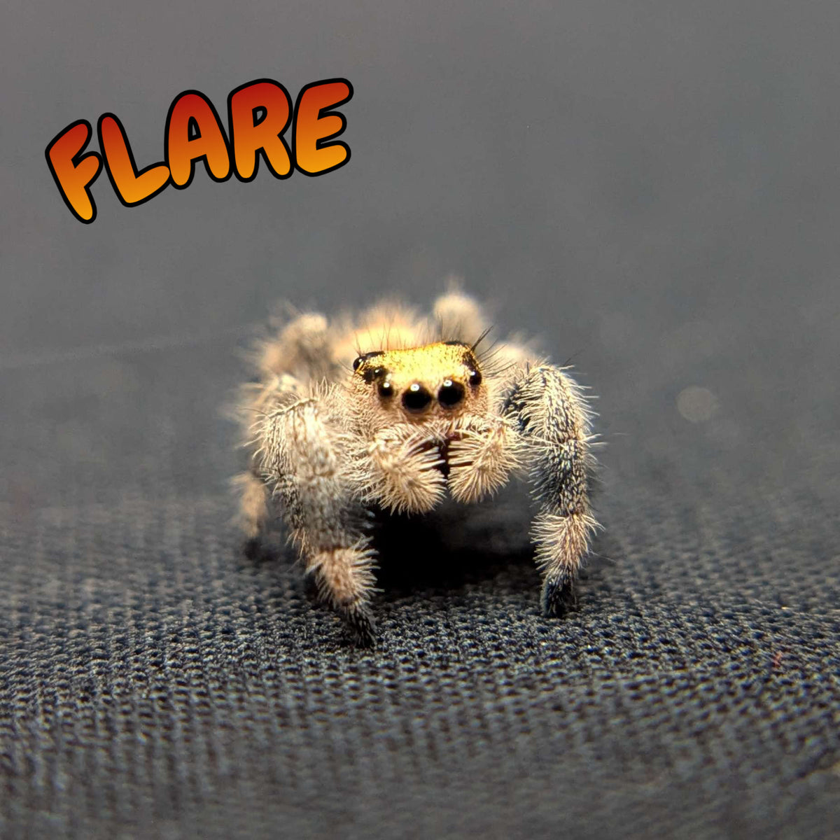 Regal Jumping Spider "Flare"