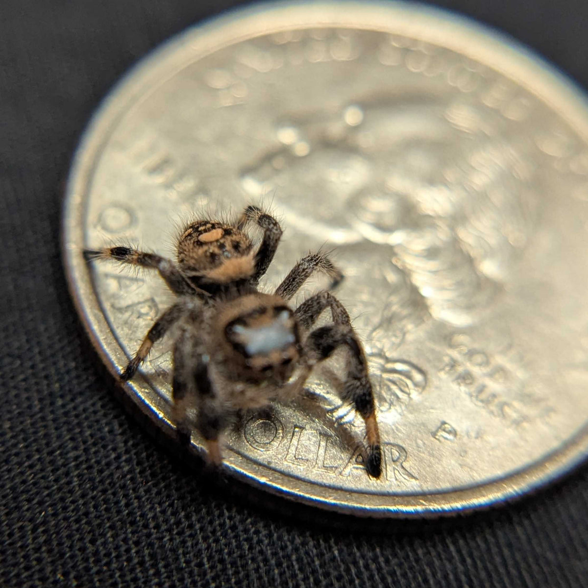 Regal Jumping Spider "Banshee"