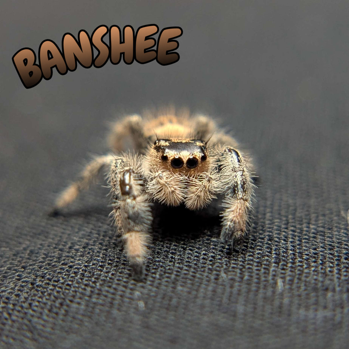 Regal Jumping Spider "Banshee"