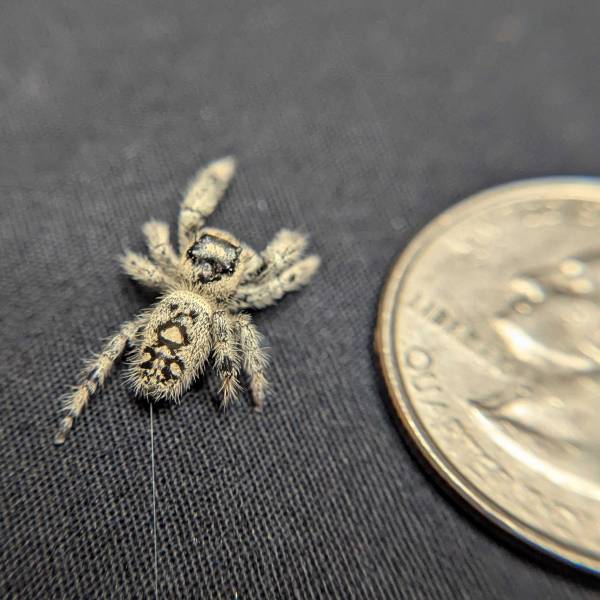 Regal Jumping Spider "Sugar"