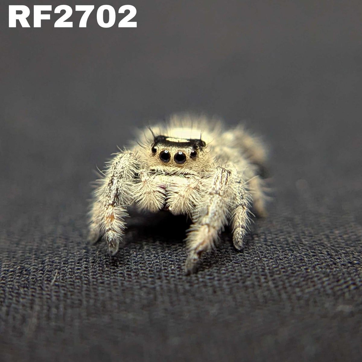 Regal Jumping Spider "Sugar"
