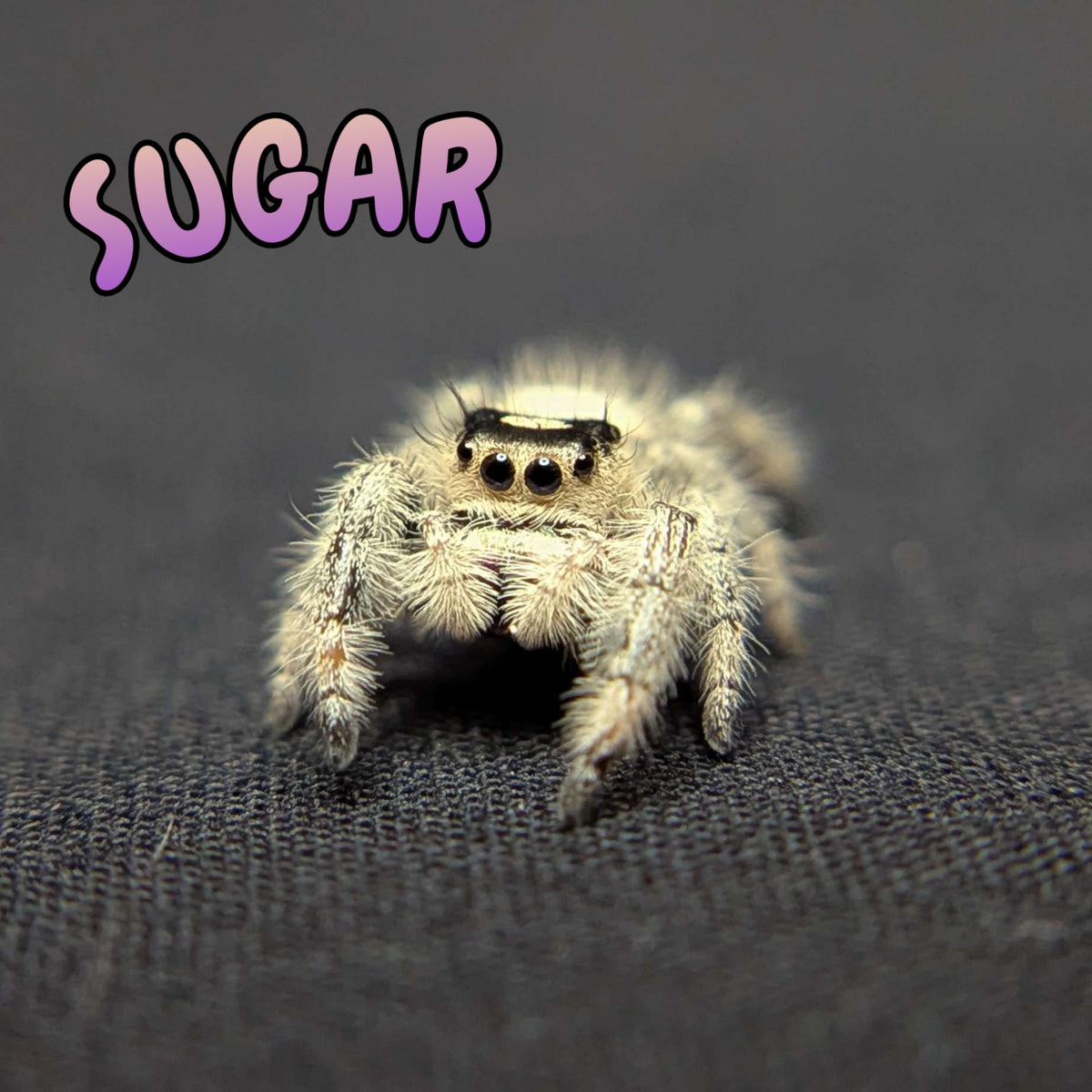 Regal Jumping Spider "Sugar"