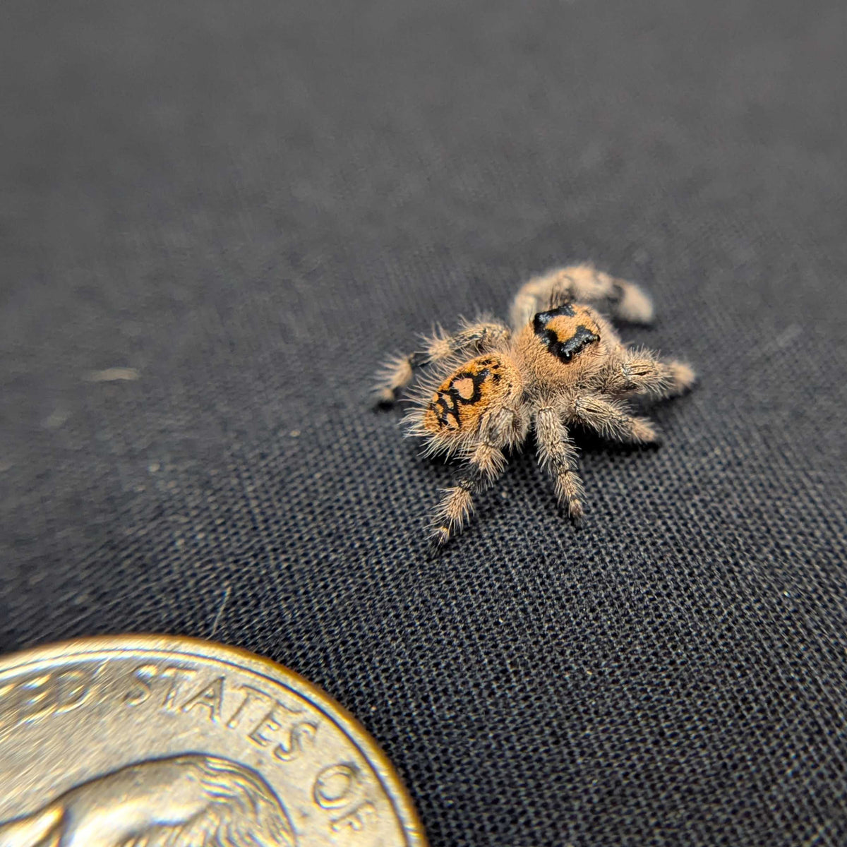 Regal Jumping Spider "Iris"