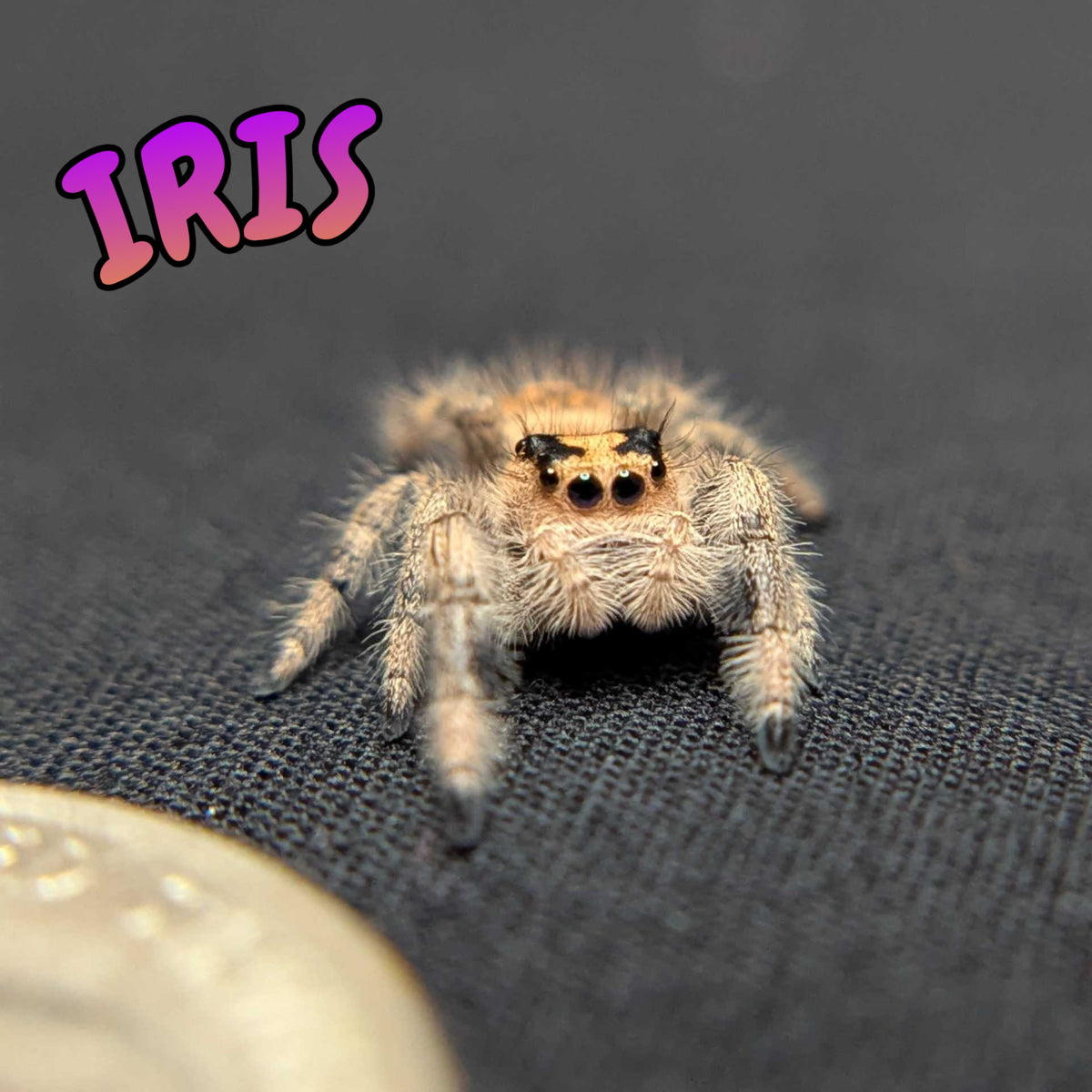 Regal Jumping Spider "Iris"