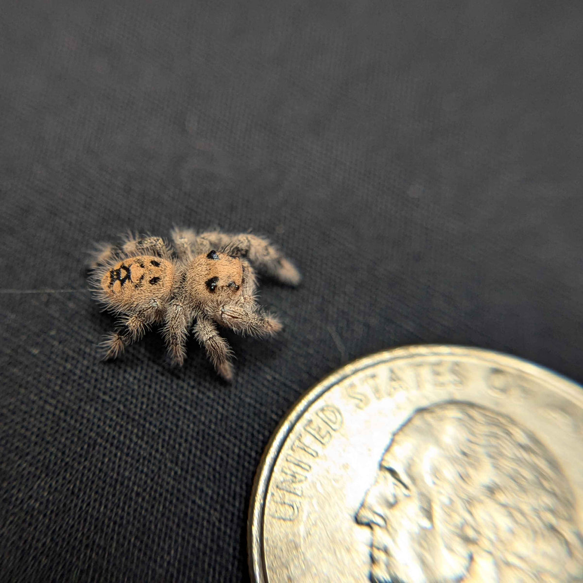 Regal Jumping Spider “Ice Cream”