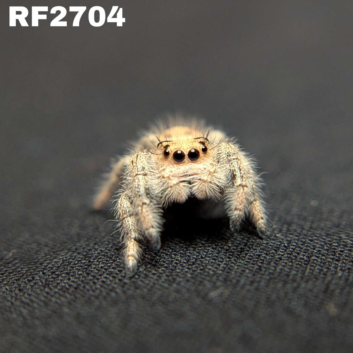Regal Jumping Spider “Ice Cream”