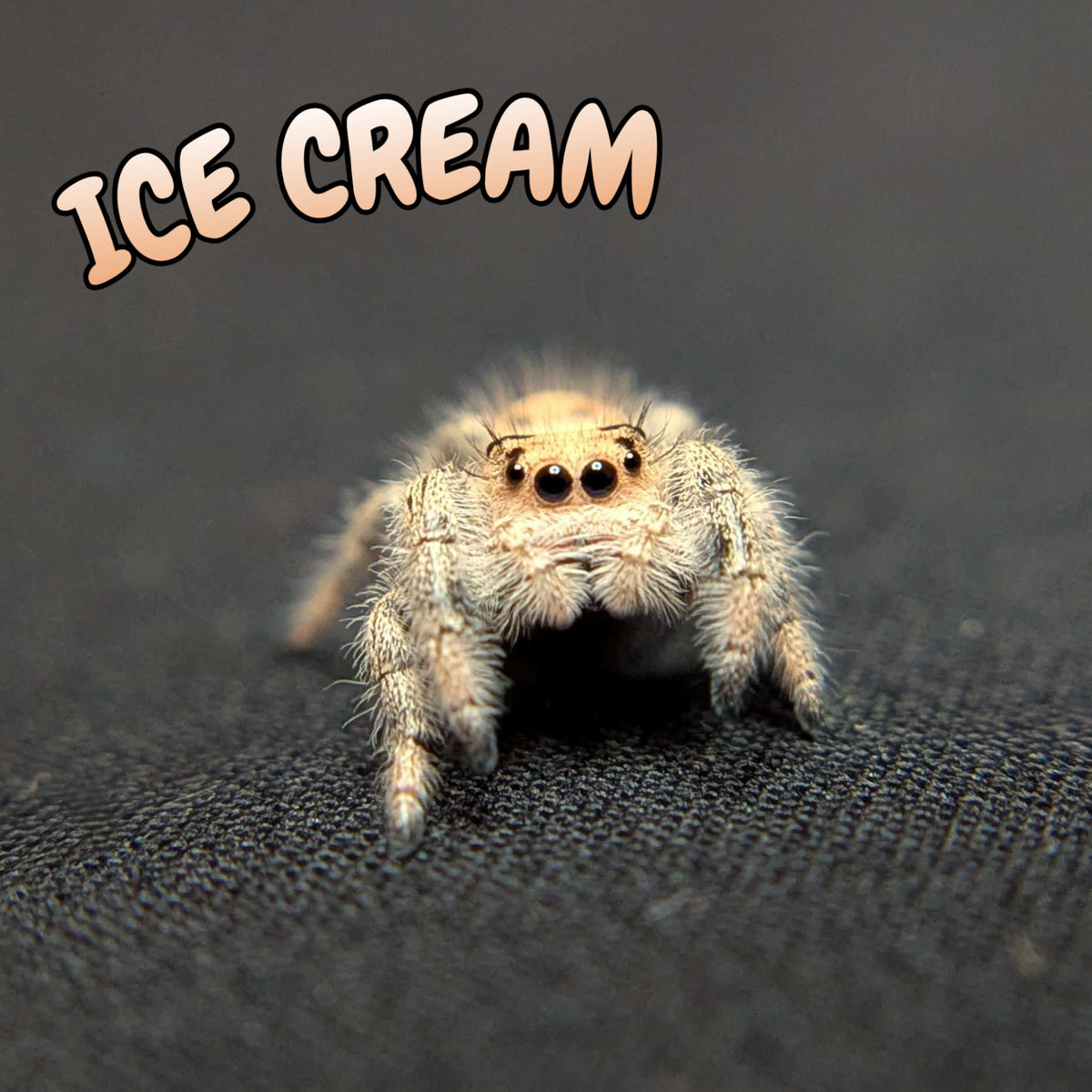 Regal Jumping Spider “Ice Cream”