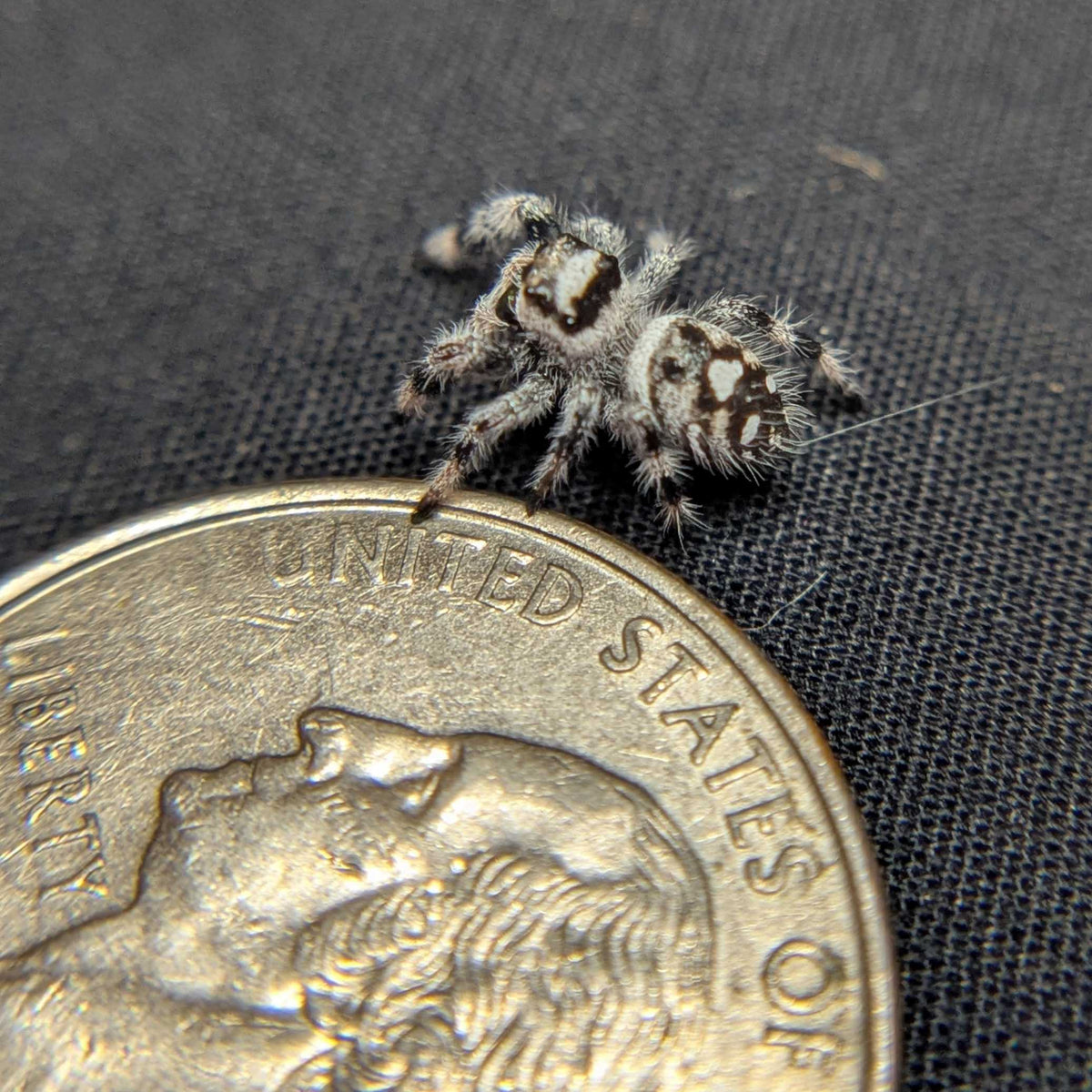 Regal Jumping Spider "Ghost" (High White)
