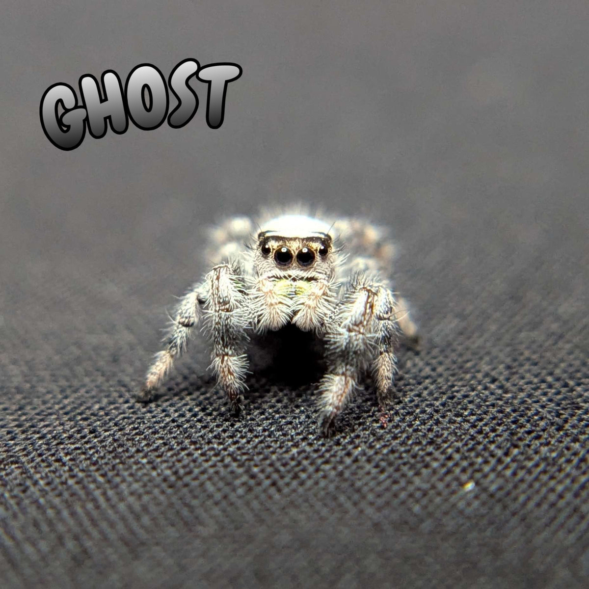 Regal Jumping Spider "Ghost" (High White)