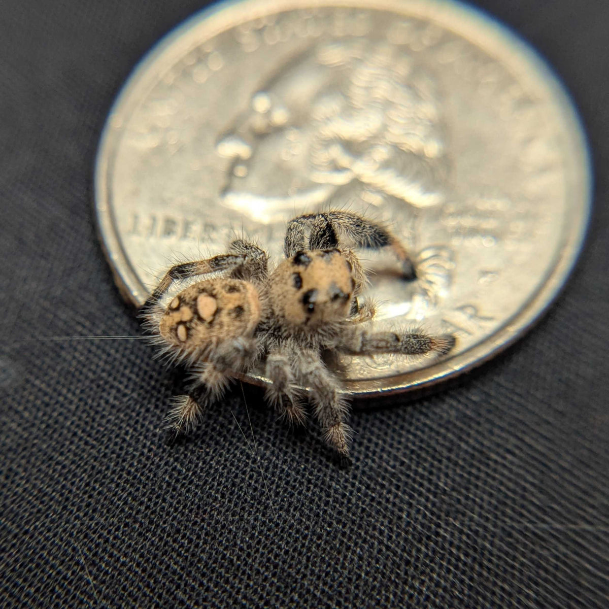 Regal Jumping Spider "Cotton"
