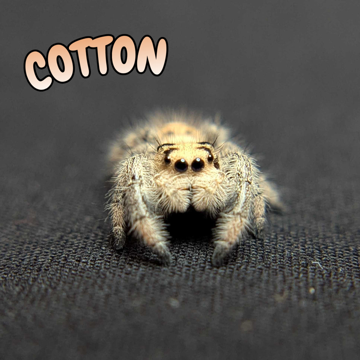Regal Jumping Spider "Cotton"