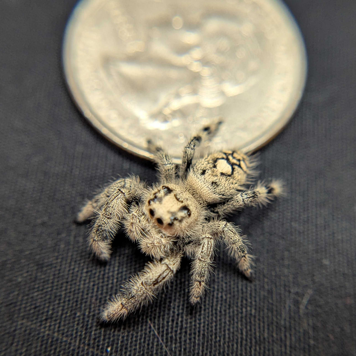 Regal Jumping Spider "Powder"