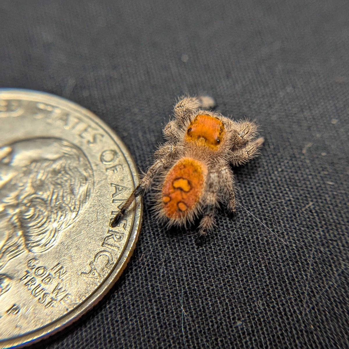 Regal Jumping Spider "Sunblush"