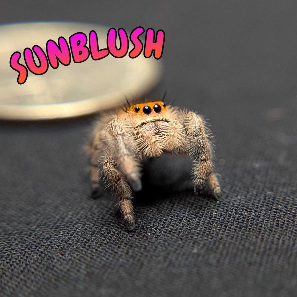 Regal Jumping Spider "Sunblush"