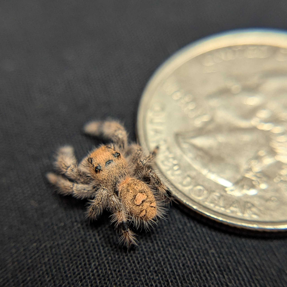 Regal Jumping Spider "Comet"