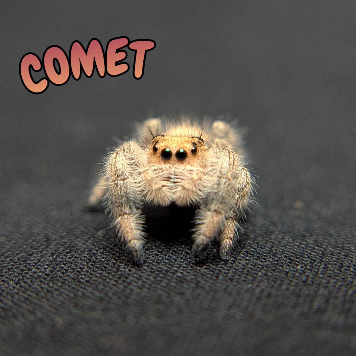 Regal Jumping Spider "Comet"