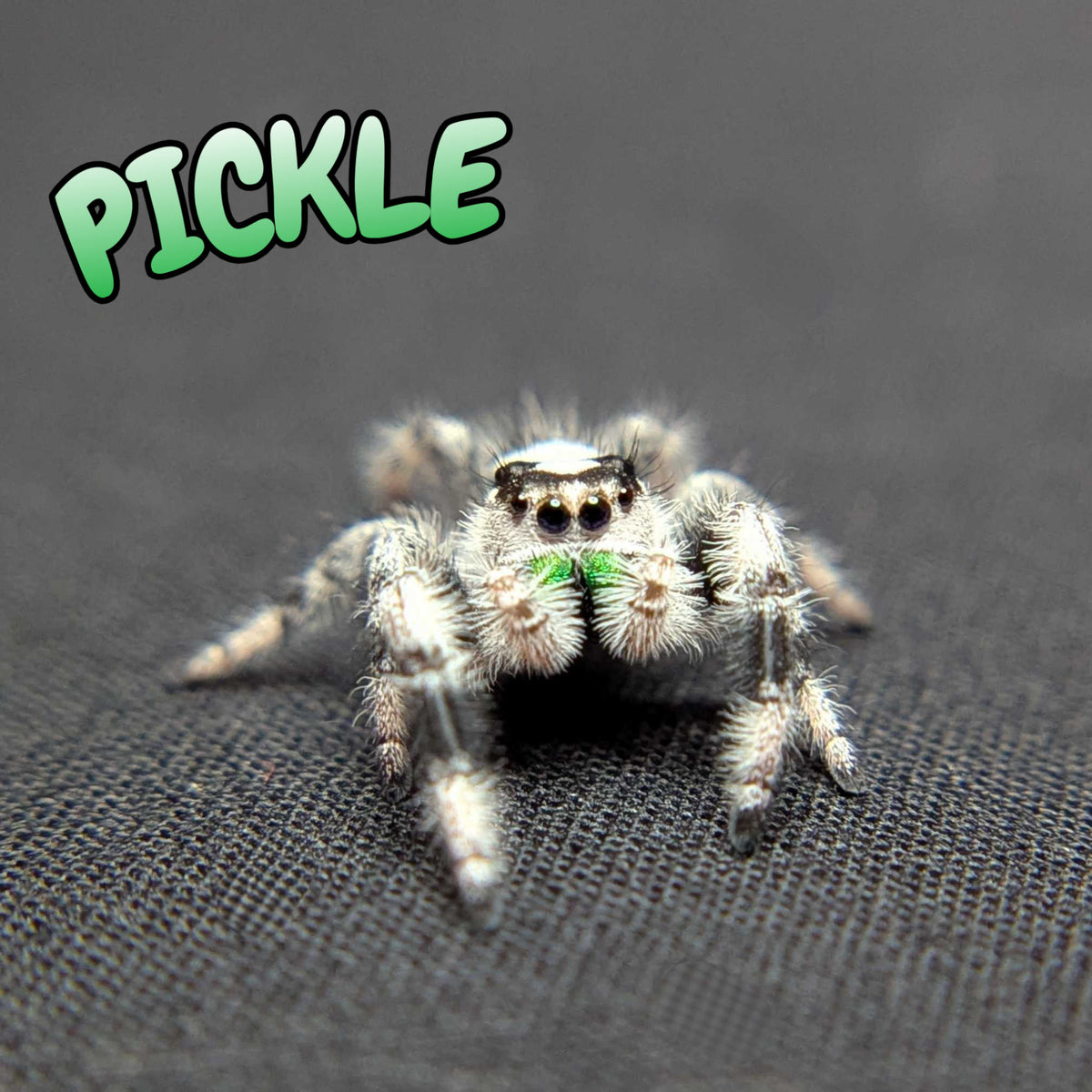 Regal Jumping Spider “Pickle” (High White)
