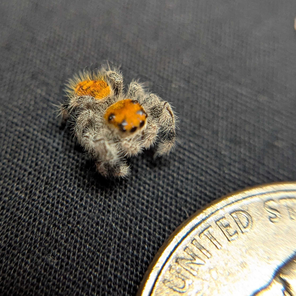 Regal Jumping Spider “Durian”