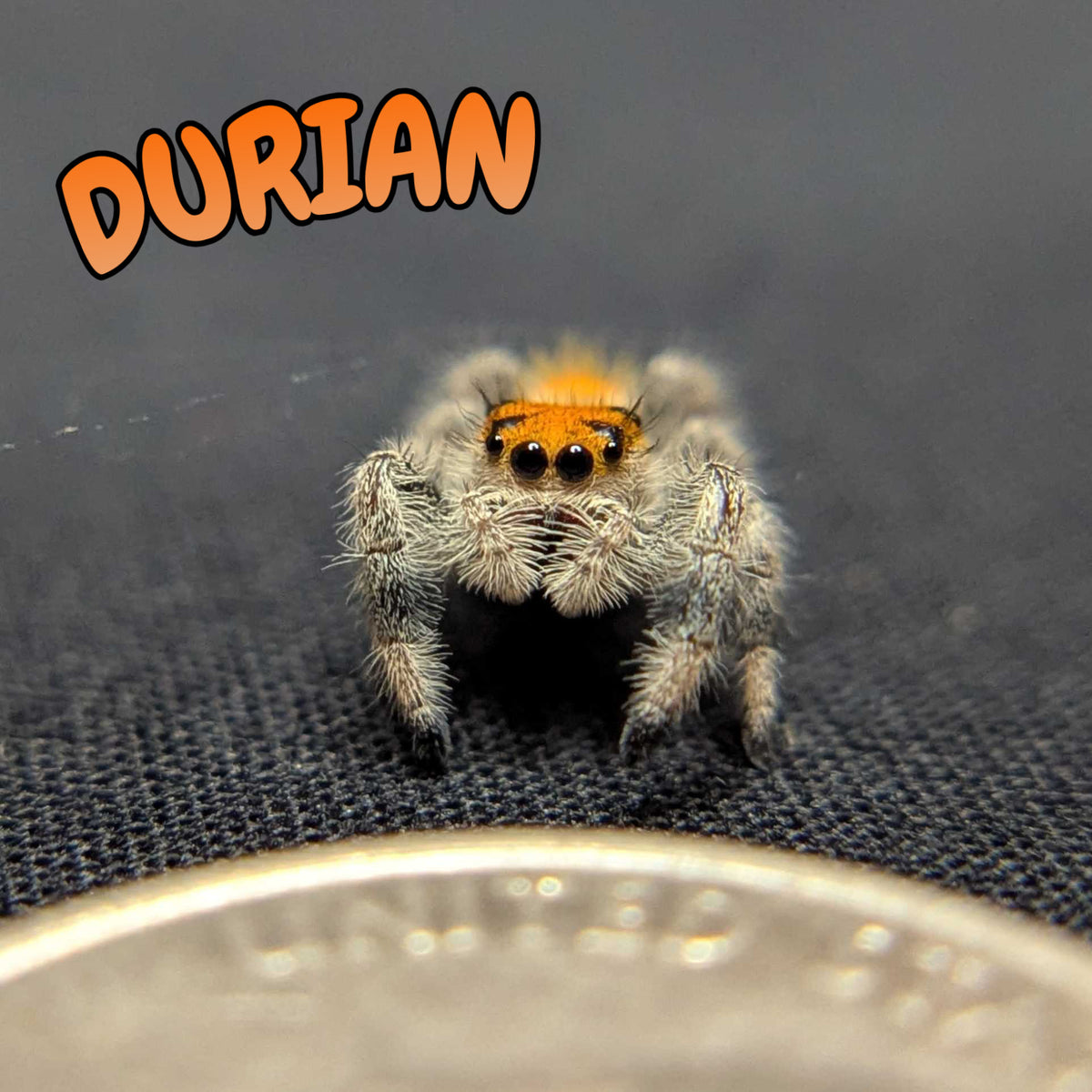 Regal Jumping Spider “Durian”