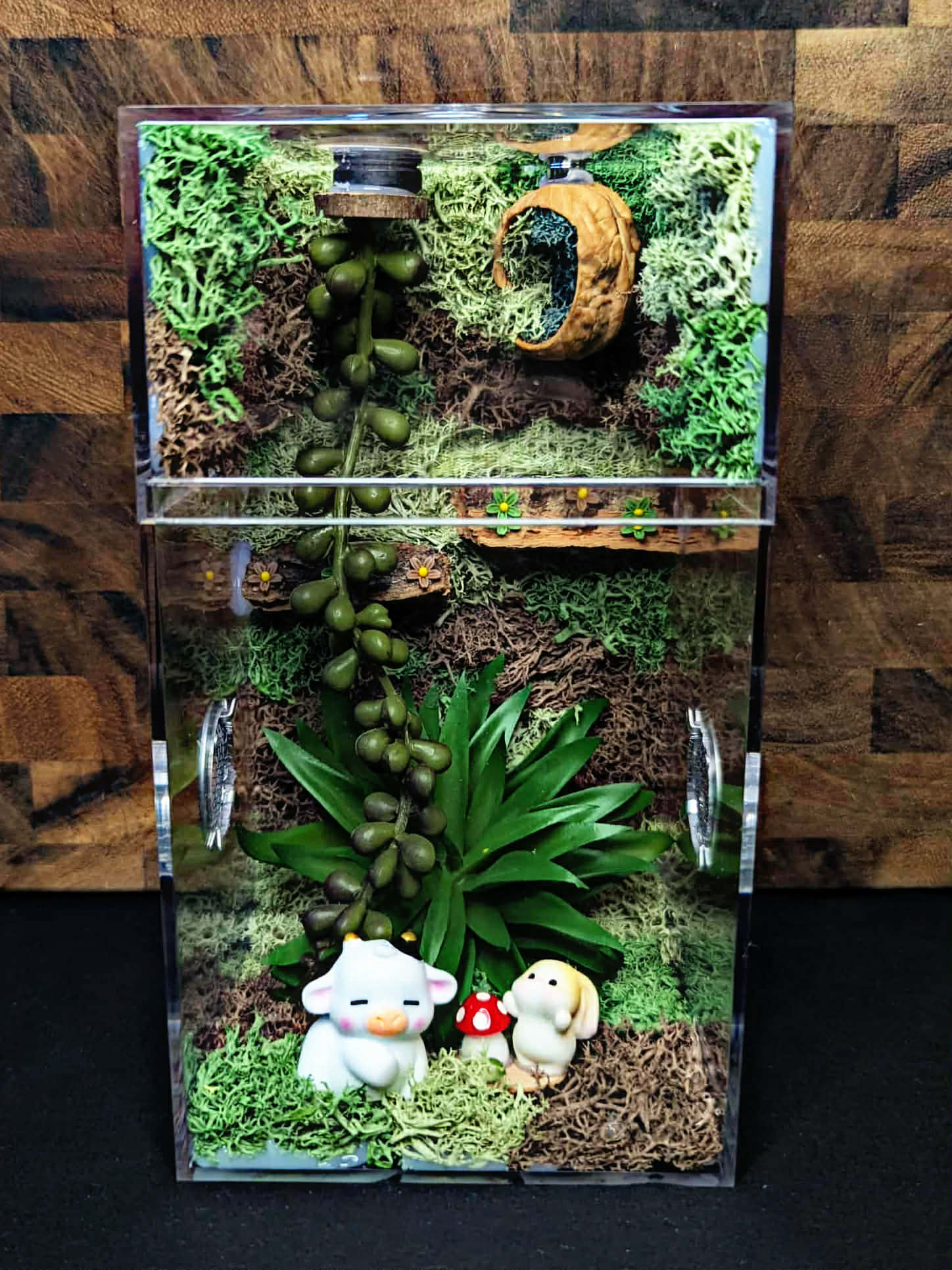 Custom Jumping Spider Enclosure