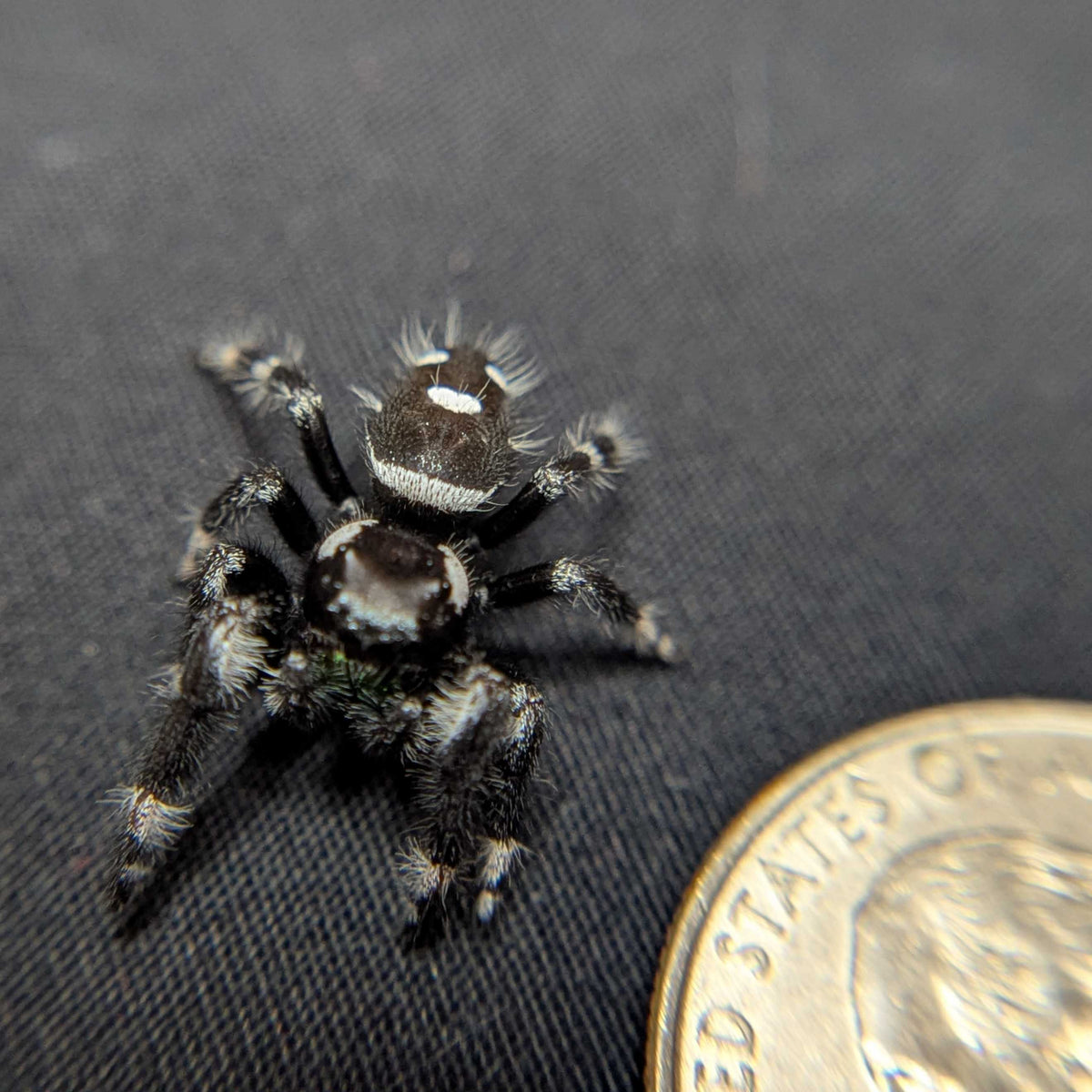 (Apalachicola Locale) Regal Jumping Spider "Moss”