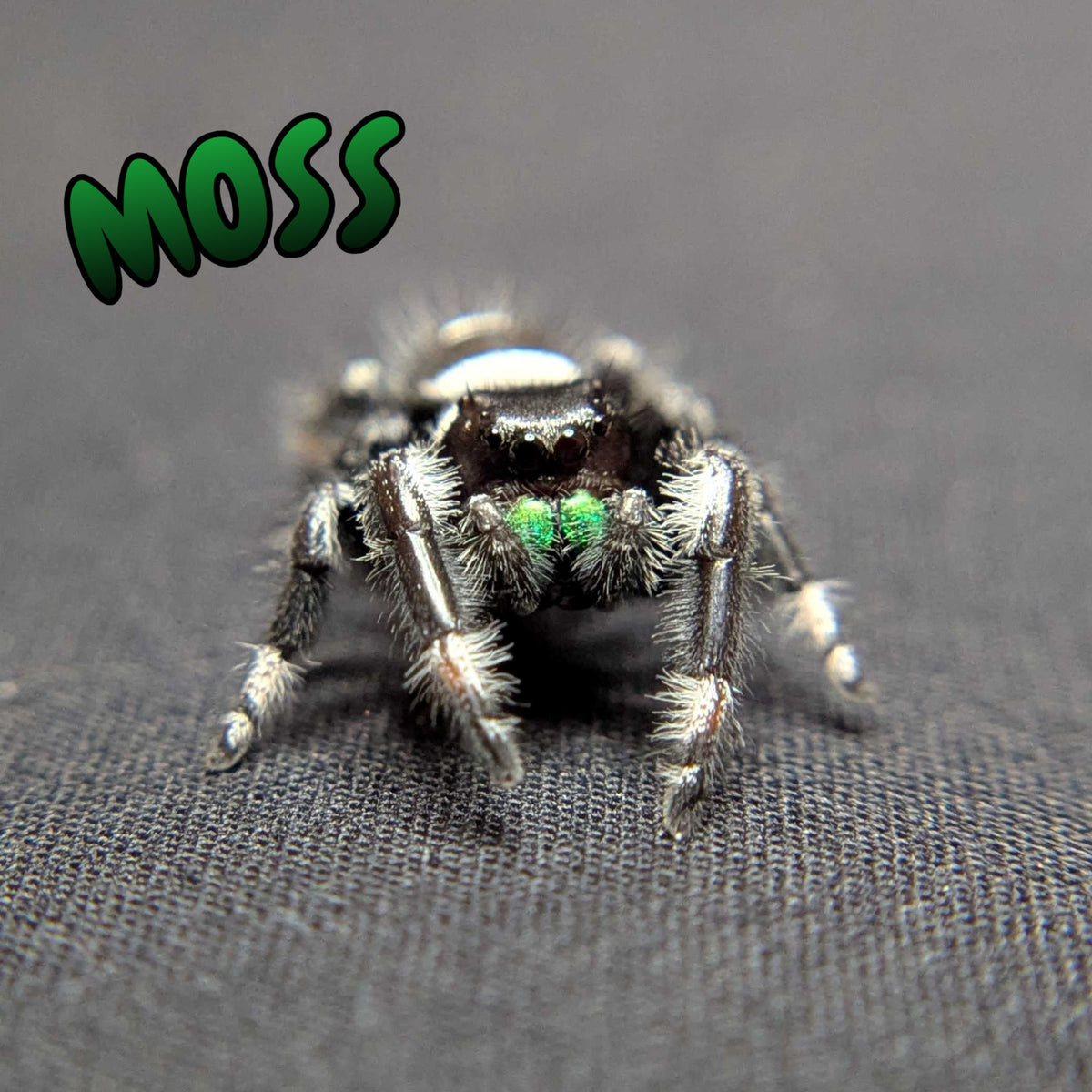 (Apalachicola Locale) Regal Jumping Spider "Moss”