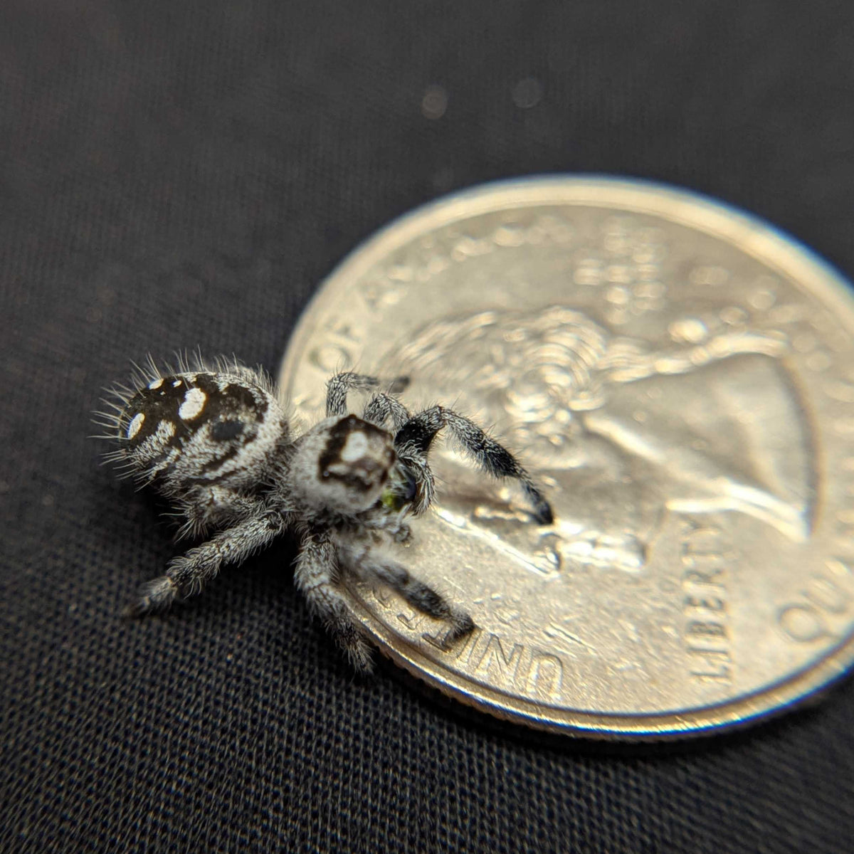 Regal Jumping Spider "Snowpea" (High White)