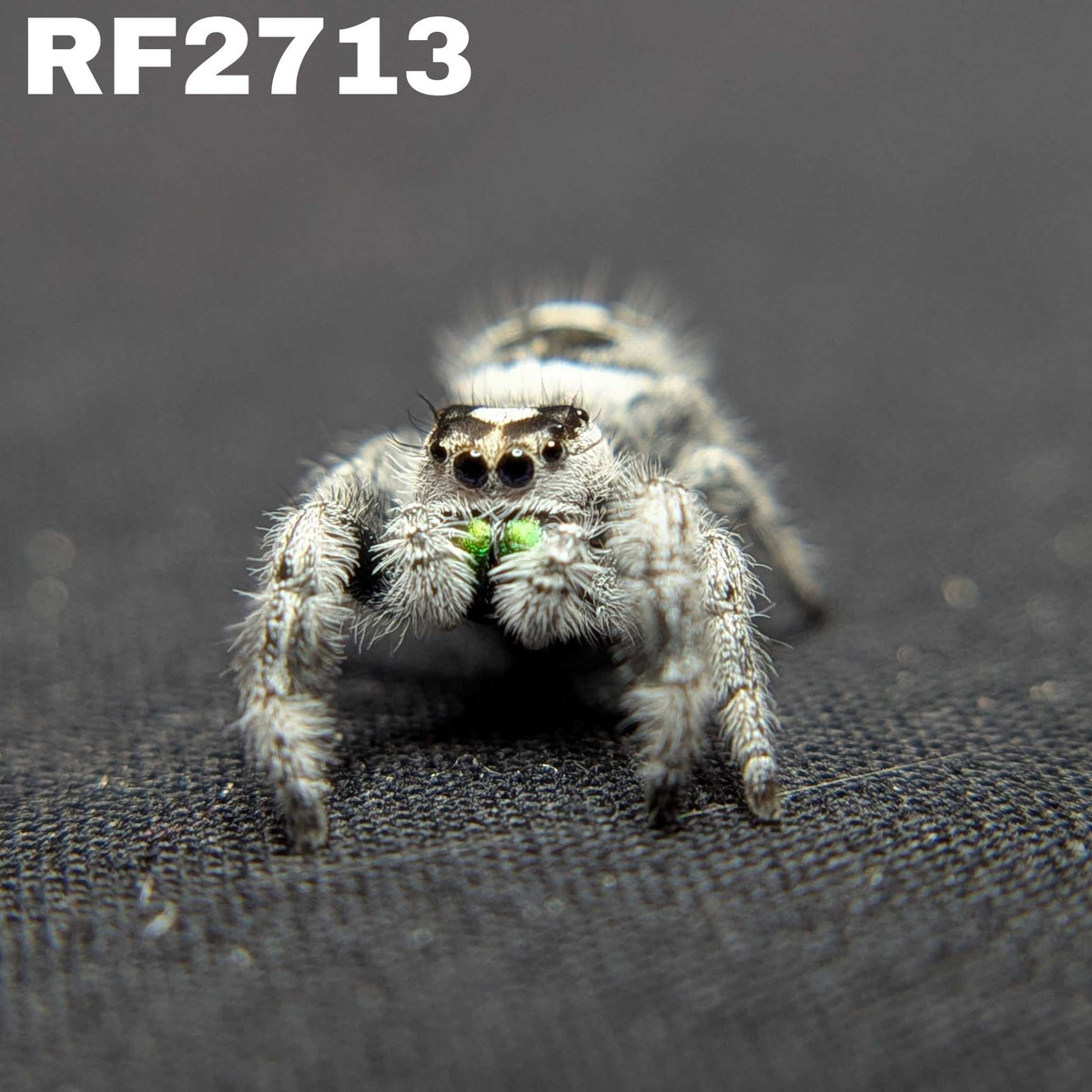 Regal Jumping Spider "Snowpea" (High White)